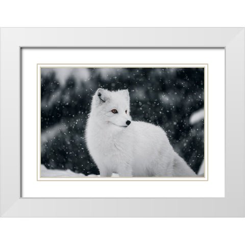 Artic Fox White Modern Wood Framed Art Print with Double Matting by Bjorndal Srisoi, Geir