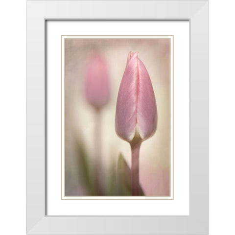 Pink Tulips White Modern Wood Framed Art Print with Double Matting by Williams, Sharon