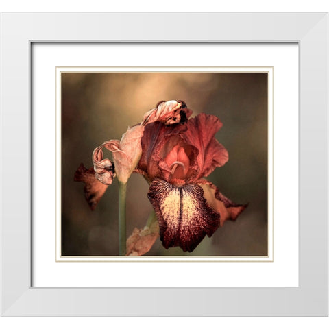 An Iris In Spring White Modern Wood Framed Art Print with Double Matting by Wechsler, Robin