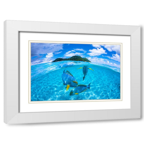 Surgeon Fish Trio White Modern Wood Framed Art Print with Double Matting by Gabriel, Barathieu