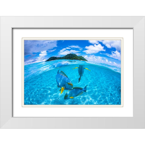 Surgeon Fish Trio White Modern Wood Framed Art Print with Double Matting by Gabriel, Barathieu