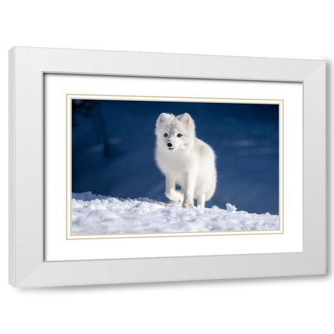 Artic Fox In Winter Landscape White Modern Wood Framed Art Print with Double Matting by Bjorndal Srisoi, Geir