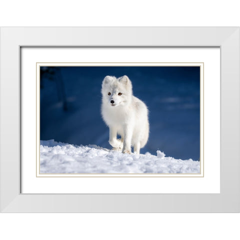 Artic Fox In Winter Landscape White Modern Wood Framed Art Print with Double Matting by Bjorndal Srisoi, Geir