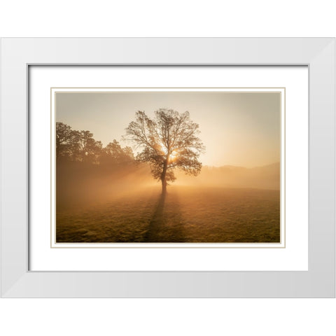 Lonely tree White Modern Wood Framed Art Print with Double Matting by Krivec, Ales