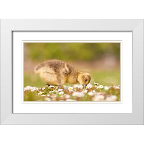 New Life White Modern Wood Framed Art Print with Double Matting by Williams, Stuart