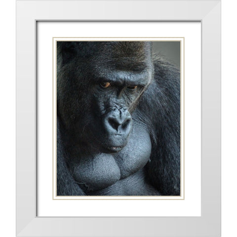 Unhappy Gorilla White Modern Wood Framed Art Print with Double Matting by Mugg, Bill