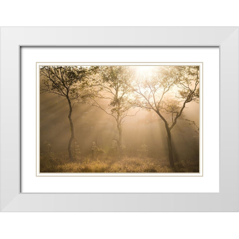 Three trees White Modern Wood Framed Art Print with Double Matting by Sugita, Masaki