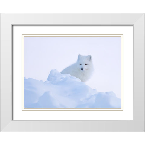 White fox White Modern Wood Framed Art Print with Double Matting by Li, Min