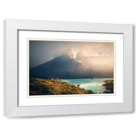 Alpaca at Torres de Paine White Modern Wood Framed Art Print with Double Matting by Zhang, Dennis
