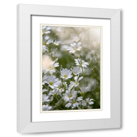 Spring Glory White Modern Wood Framed Art Print with Double Matting by Kiral, Cicek