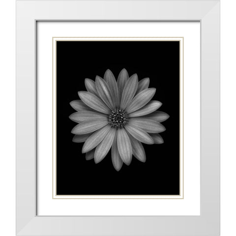Osteospermum White Modern Wood Framed Art Print with Double Matting by Gronkjar, Lotte