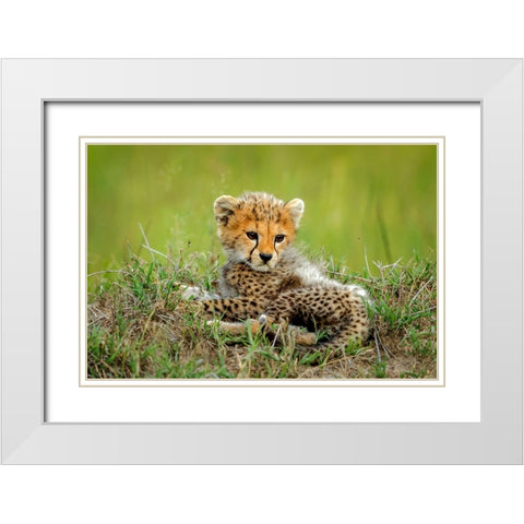 Cute Cheetah Cub... White Modern Wood Framed Art Print with Double Matting by Roshkumar