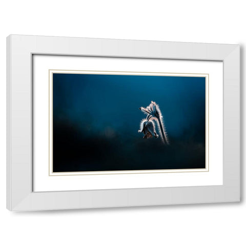 Pulsatilla pratensis White Modern Wood Framed Art Print with Double Matting by Rozehnal, Jan