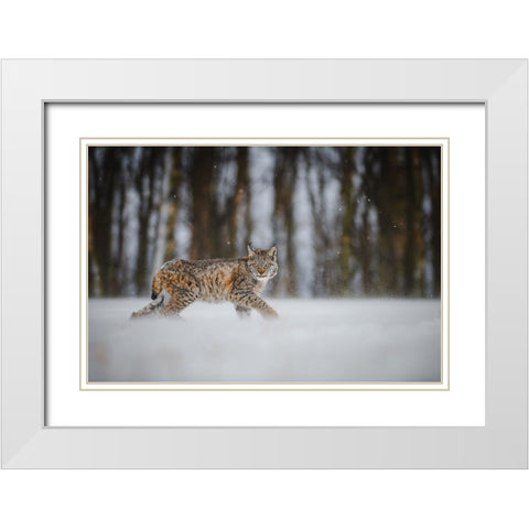 The Eurasian Lynx (Lynx Lynx) White Modern Wood Framed Art Print with Double Matting by Rozehnal, Jan