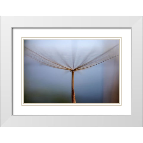Dandelion White Modern Wood Framed Art Print with Double Matting by Dehdaran Jabry, Hassan