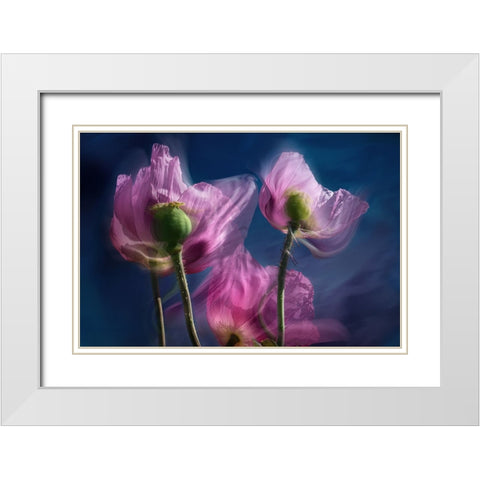 Poppies by the wayside White Modern Wood Framed Art Print with Double Matting by Ruckert, Stephan