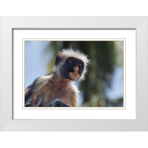 Colobus portrait White Modern Wood Framed Art Print with Double Matting by Shpek, Andrey