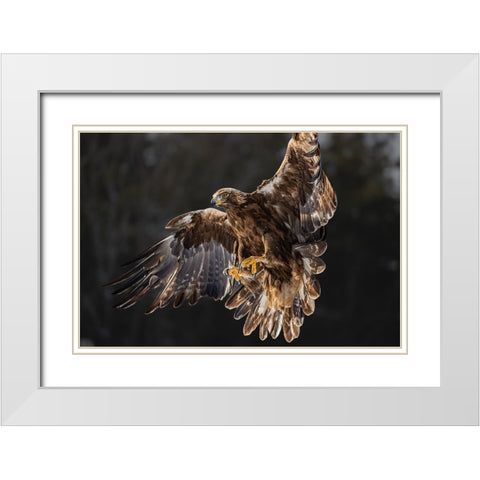 The golden eagle soared on its wings White Modern Wood Framed Art Print with Double Matting by Chen, Davidhx