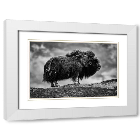 male Musk ox White Modern Wood Framed Art Print with Double Matting by Alicke, Bjoern