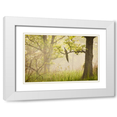 Peacock White Modern Wood Framed Art Print with Double Matting by Mirica, Dan