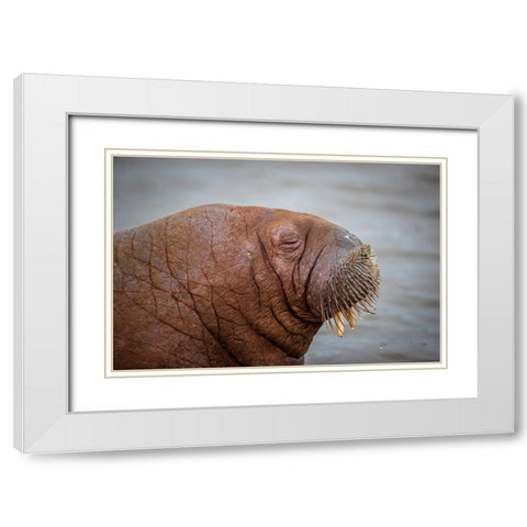 Walrus White Modern Wood Framed Art Print with Double Matting by Sorensen, Jorgen