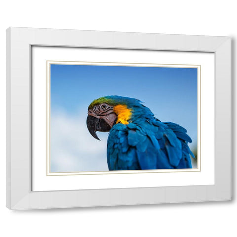 Osgar the Parrot. White Modern Wood Framed Art Print with Double Matting by Londal, Leif