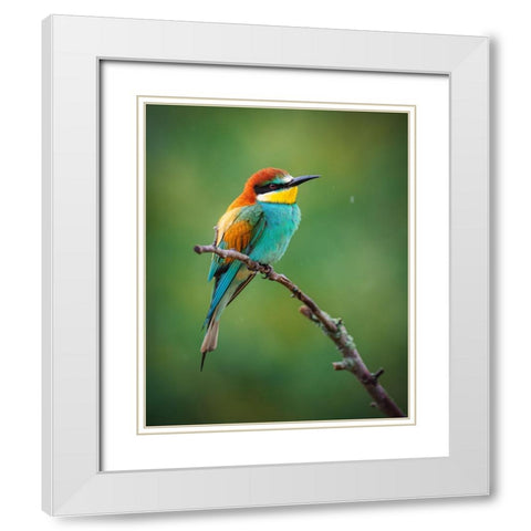 The European Bee-Eater (Merops Apiaster) White Modern Wood Framed Art Print with Double Matting by Rozehnal, Jan