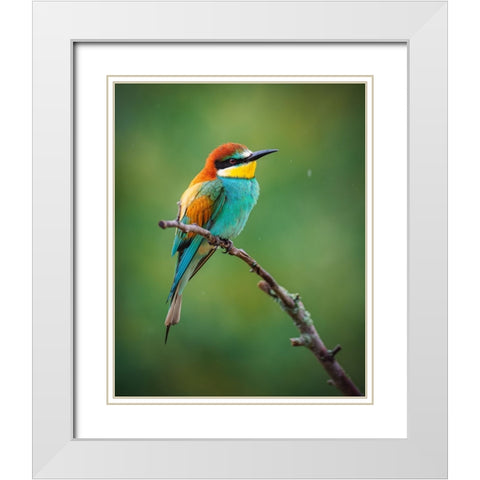 The European Bee-Eater (Merops Apiaster) White Modern Wood Framed Art Print with Double Matting by Rozehnal, Jan
