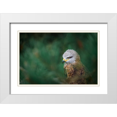 The Black Kite (Milvus Migrans) White Modern Wood Framed Art Print with Double Matting by Rozehnal, Jan
