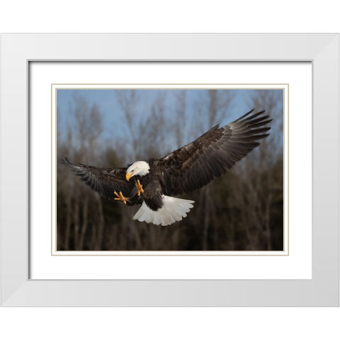 American bald eagle White Modern Wood Framed Art Print with Double Matting by Chen, Davidhx