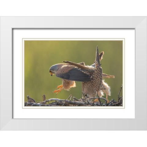 Kestrel Mating White Modern Wood Framed Art Print with Double Matting by Li, Min
