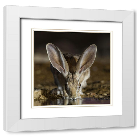 Hare White Modern Wood Framed Art Print with Double Matting by Manusevich, David