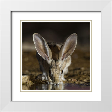 Hare White Modern Wood Framed Art Print with Double Matting by Manusevich, David