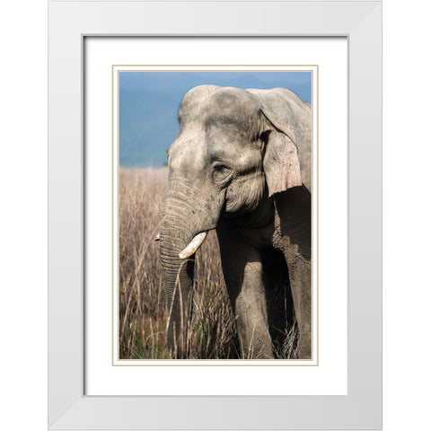 The Gentle Giant! White Modern Wood Framed Art Print with Double Matting by Singodia, Kanchan