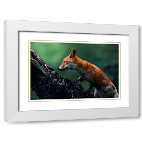 Red fox on patrol White Modern Wood Framed Art Print with Double Matting by Furch, Lukas