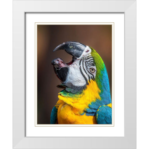 Macawas tongue White Modern Wood Framed Art Print with Double Matting by Elkahlawi, Ahmed