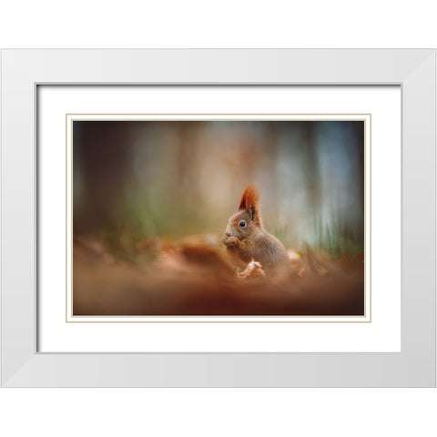 The Red Squirrel (Sciurus Vulgaris) White Modern Wood Framed Art Print with Double Matting by Rozehnal, Jan