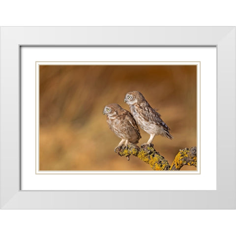 Profile Of Pair White Modern Wood Framed Art Print with Double Matting by Waldmann, Shlomo