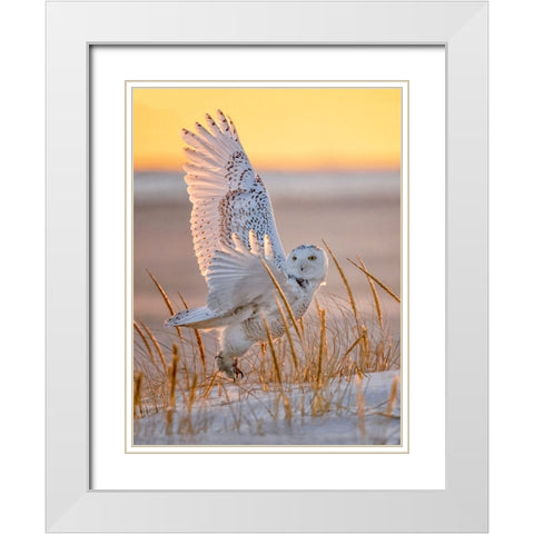 Snowy Owl White Modern Wood Framed Art Print with Double Matting by Huang, Tao