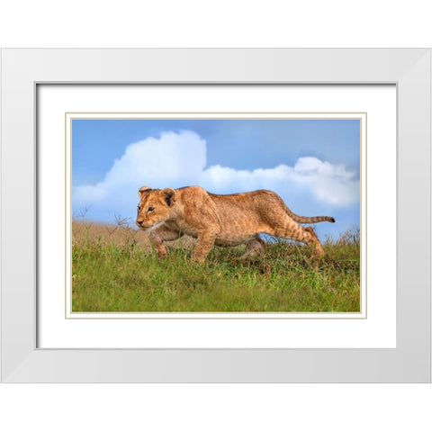 Lion cub on the prowl White Modern Wood Framed Art Print with Double Matting by Ortega, Xavier