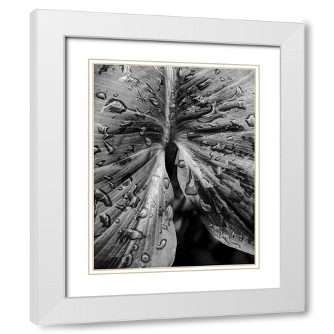 Leafy Looks White Modern Wood Framed Art Print with Double Matting by Allen, Elizabeth