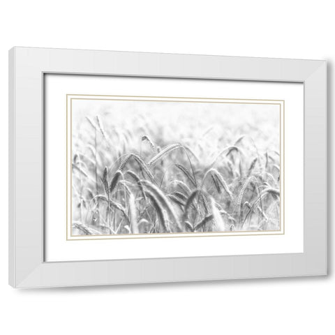 Corn White Modern Wood Framed Art Print with Double Matting by Michael
