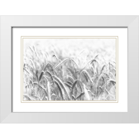 Corn White Modern Wood Framed Art Print with Double Matting by Michael