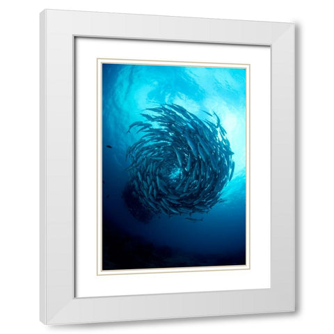 Fish Tornado White Modern Wood Framed Art Print with Double Matting by Y Lin, Ryan