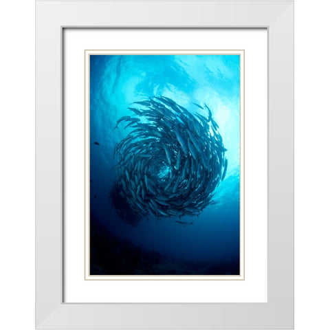 Fish Tornado White Modern Wood Framed Art Print with Double Matting by Y Lin, Ryan