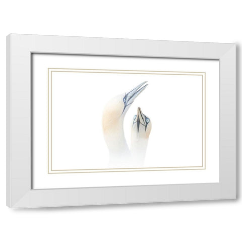 Greeting between a couple of Gannets White Modern Wood Framed Art Print with Double Matting by Engelbos, Mieke