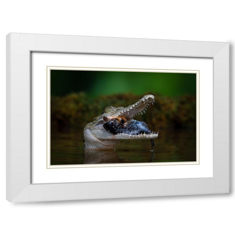 Got A Very Big Fish White Modern Wood Framed Art Print with Double Matting by Setiadi, Ajar