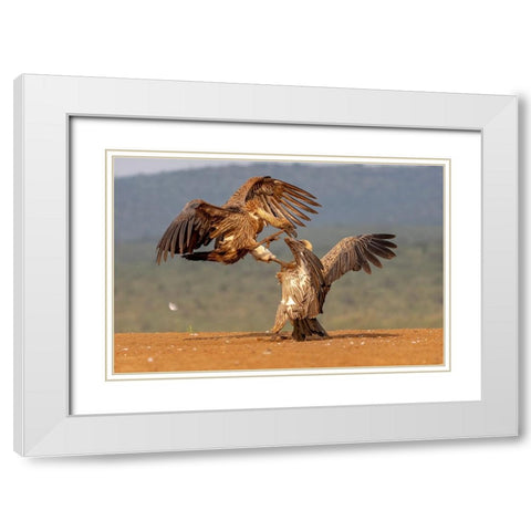 Vulture Fight White Modern Wood Framed Art Print with Double Matting by Catta, Alessandro