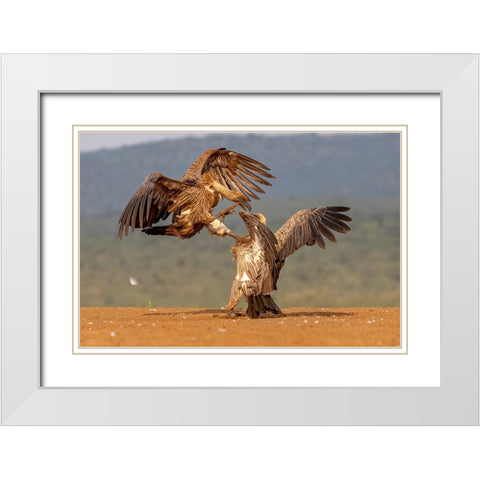 Vulture Fight White Modern Wood Framed Art Print with Double Matting by Catta, Alessandro