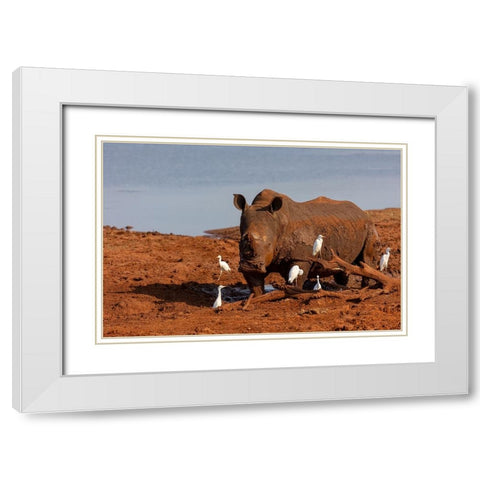 Red Rhino White Modern Wood Framed Art Print with Double Matting by Catta, Alessandro
